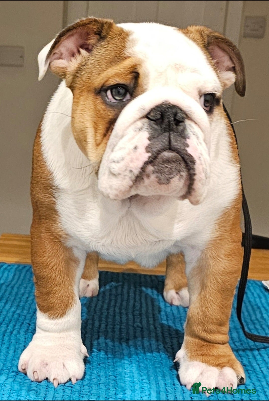 English Bulldog Pitbull Mix American Bulldog Beagle Mix Puppies Bubba English  Bulldog Puppy For Sale Keystone, image size:1080x1606