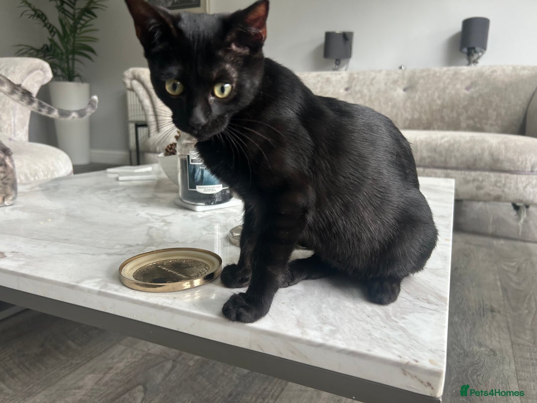 Bengal cats for sale: Two adorable Blue/Melanistic Bengal Kittens TICA  in Benfleet - Image 28