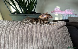 Bengal cats for sale: TICA Bengal kittens for sale . 🐱 - Image 19