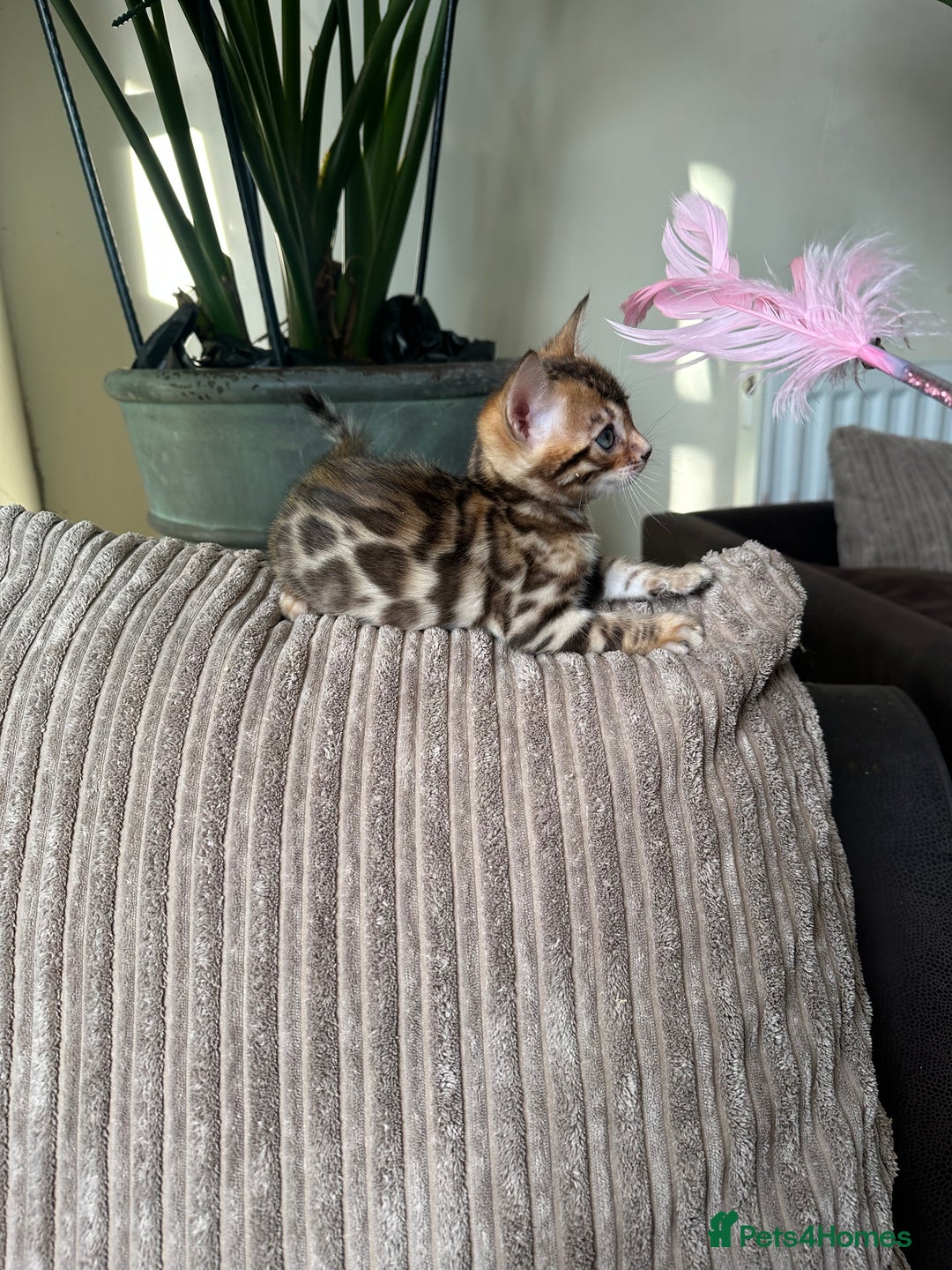 Bengal cats for sale: TICA Bengal kittens for sale . 🐱 - Image 19