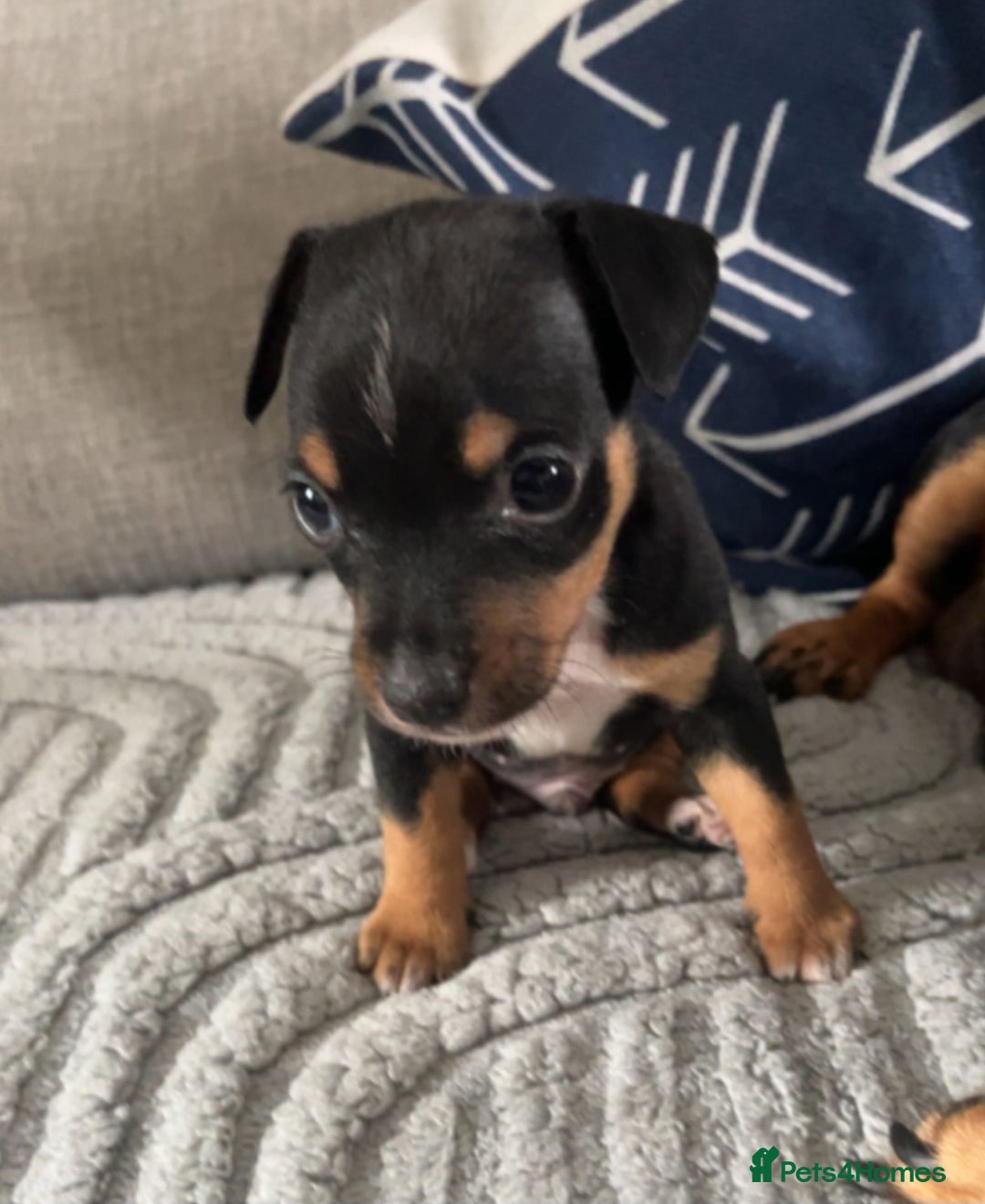 Jack Russell dogs for sale: Jack russell male puppy - Image 2