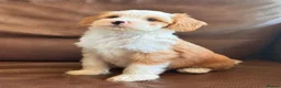 Tibetan Terrier dogs for sale: Beautiful Kc Registered Tibetan Terrier Puppies - Advert 16