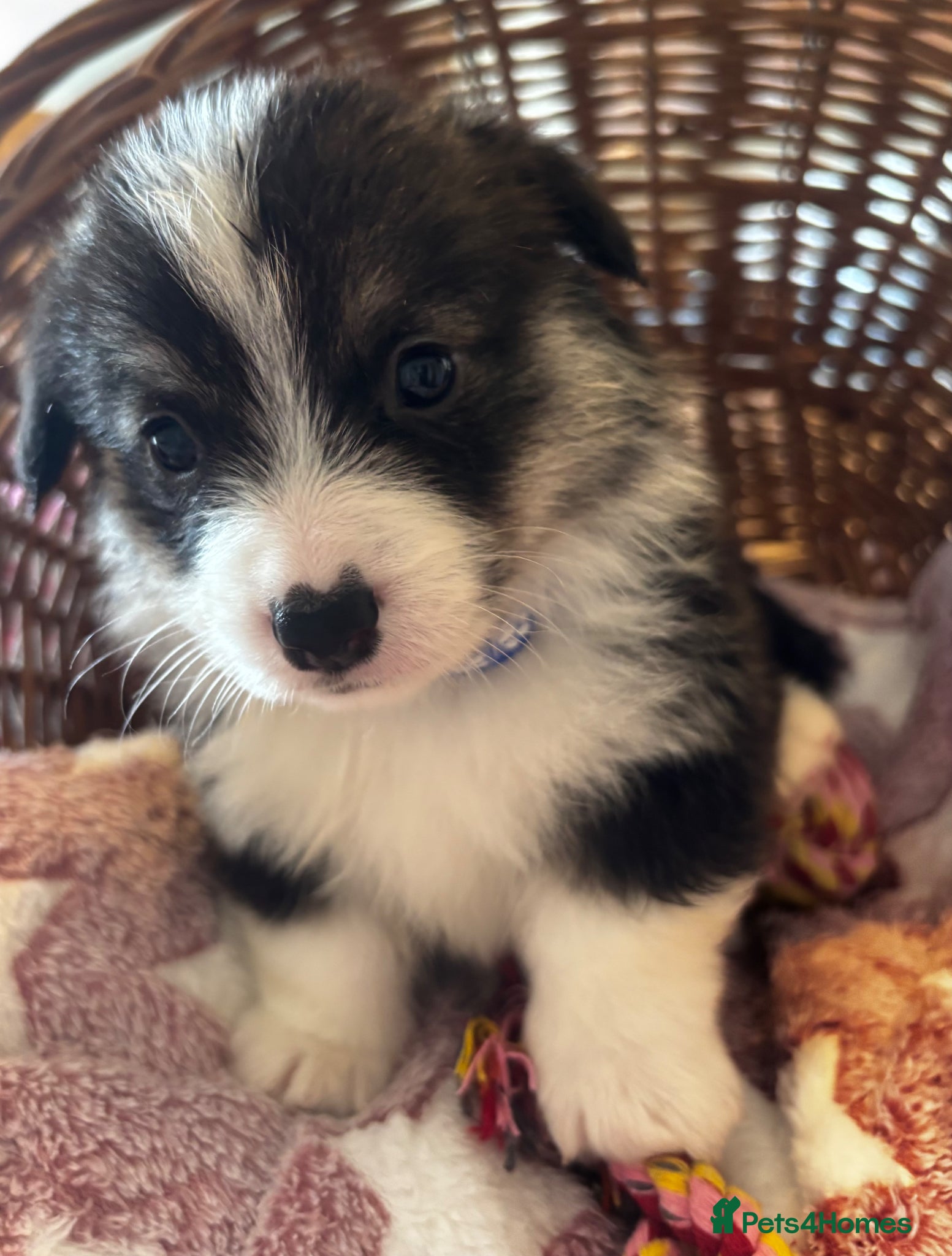 Welsh Corgi Pembroke dogs for sale: Stunning champion breed Tri Corgi Puppies  - Advert 27