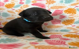 Labrador Retriever dogs for sale: Black Labrador puppies - Image 9