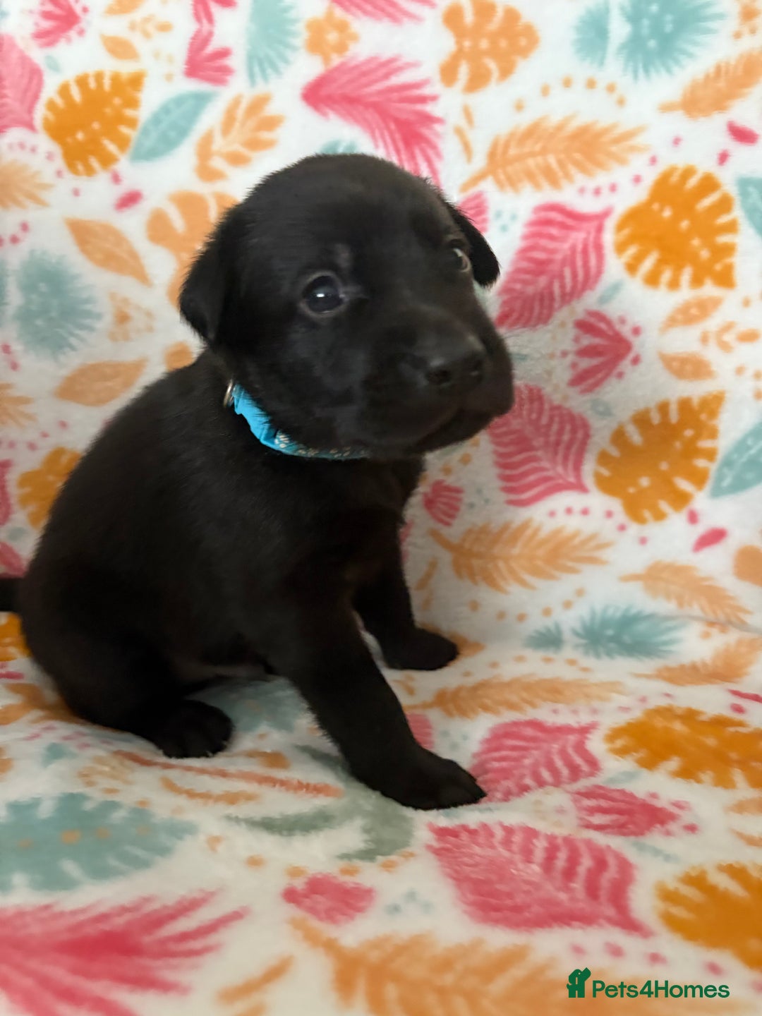 Labrador Retriever dogs for sale: Black Labrador puppies - Image 9
