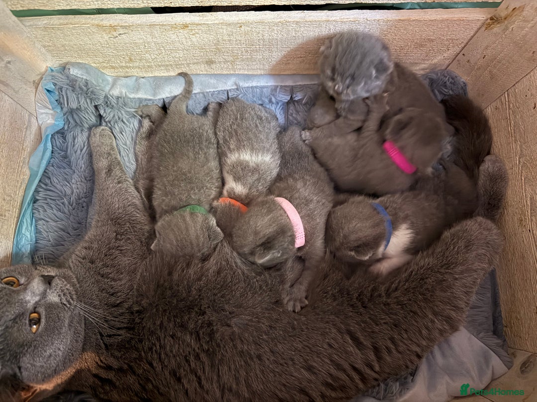 British Shorthair cats for sale: Pure British Shorthair Champion line 🥇🏆😻  - Image 9