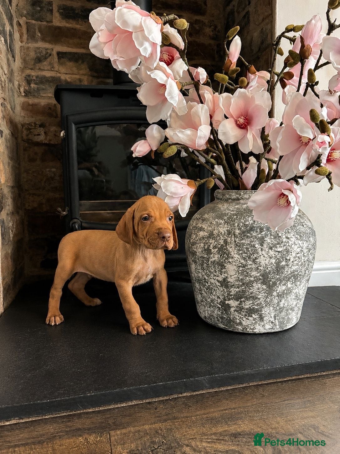 Hungarian Vizsla dogs Beautiful Hungarian Vizsla Puppies - Advert 1