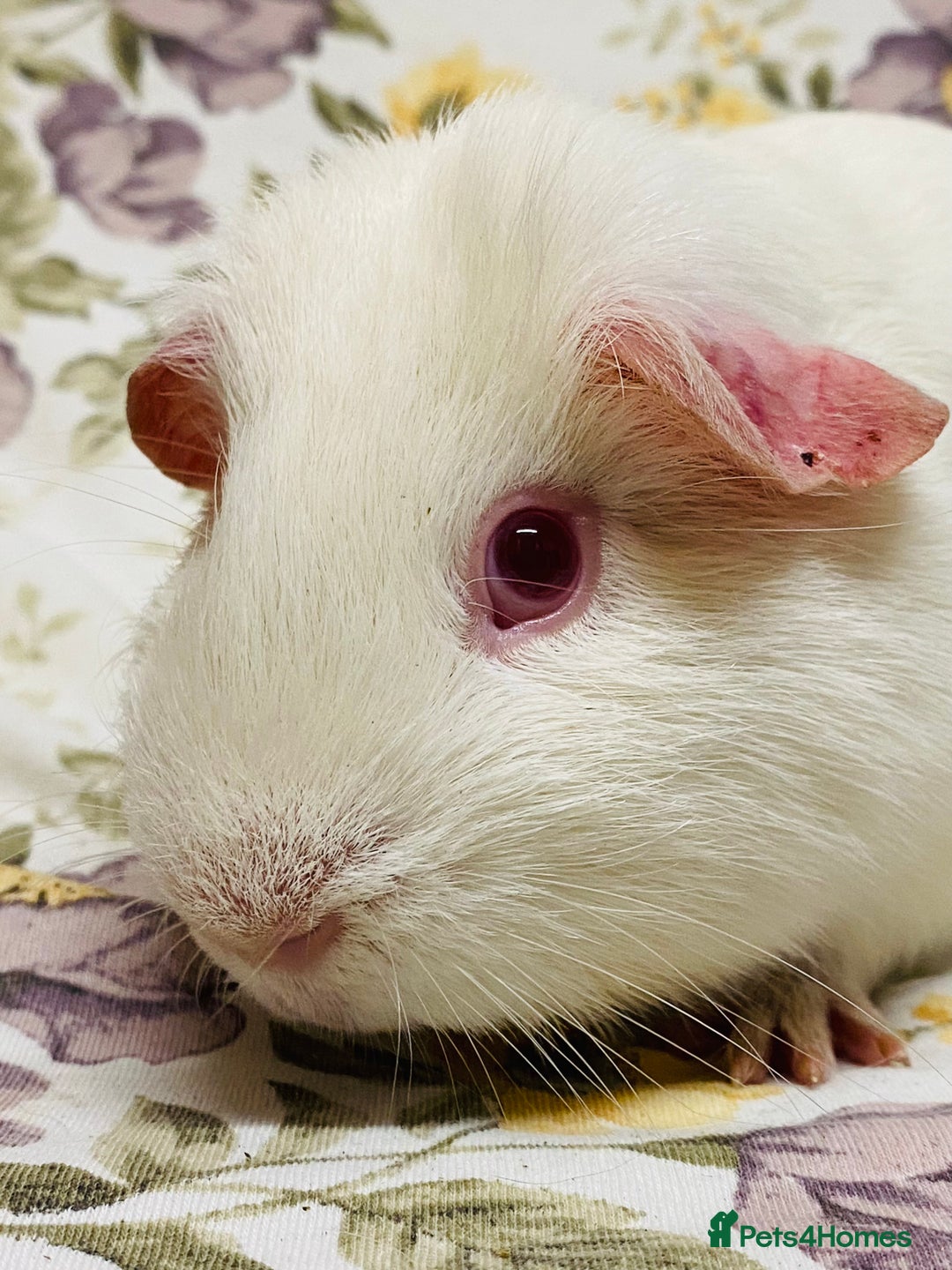 Guinea Pig rodents for sale: Beautiful mix of baby male Guineapigs  - Advert 21