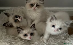 Ragdoll cats for sale: Pedigree Bicolour Ragdoll kittens  - Image 8