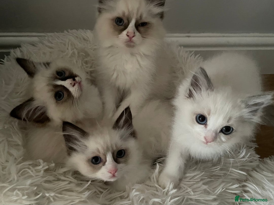 Ragdoll cats for sale: Pedigree Bicolour Ragdoll kittens  - Image 8