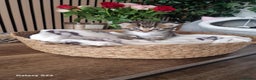 Scottish Fold cats for sale: Scotish fold/straight kittens  - Advert 14