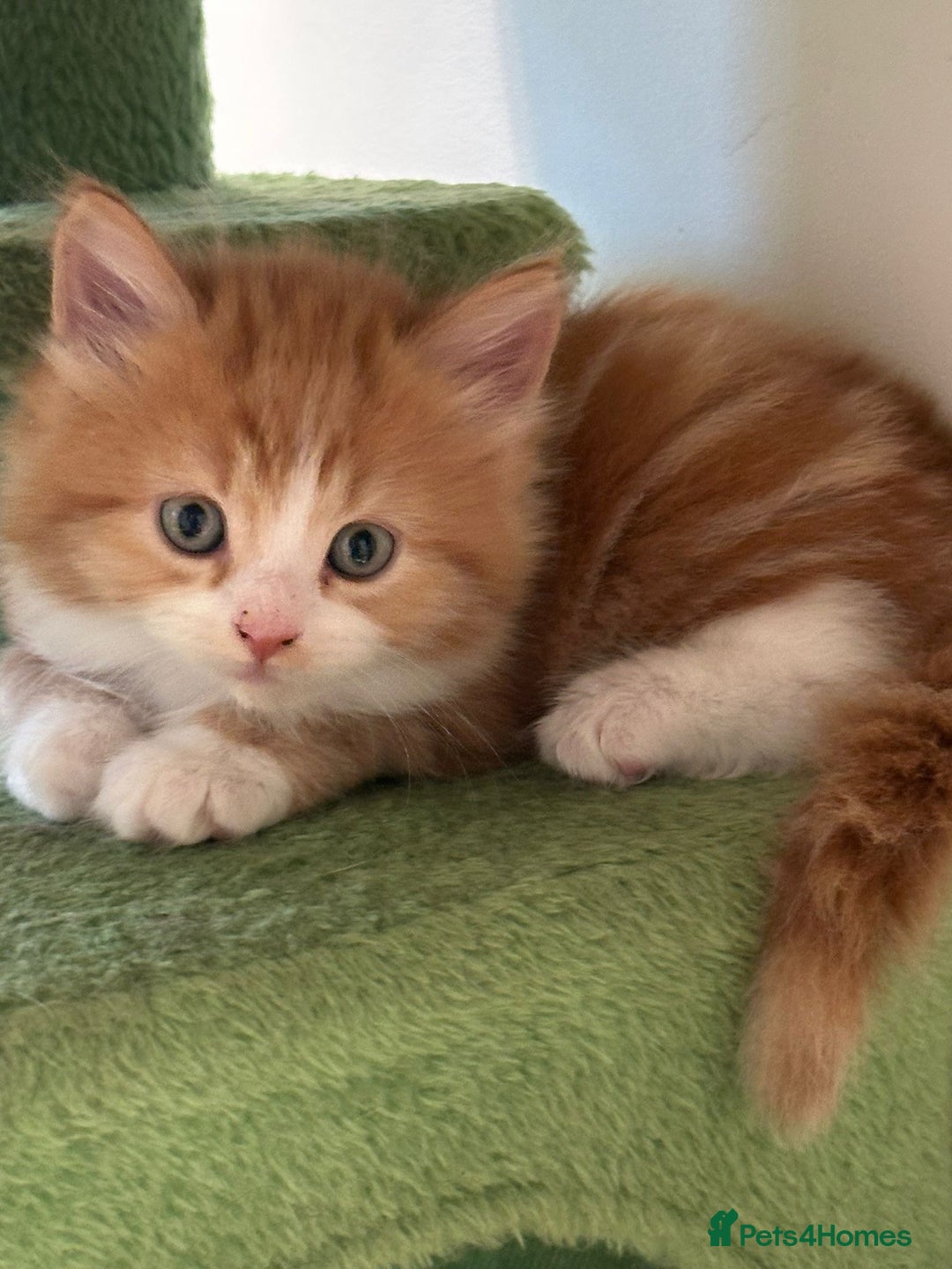 Maine Coon cats for sale: Stunning Mainecoon Kittens - Image 11
