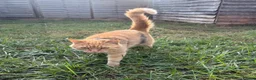 Domestic Shorthair cats for sale: Female Ginger Tabby Looking for Forever Home in Kidlington - Advert 2