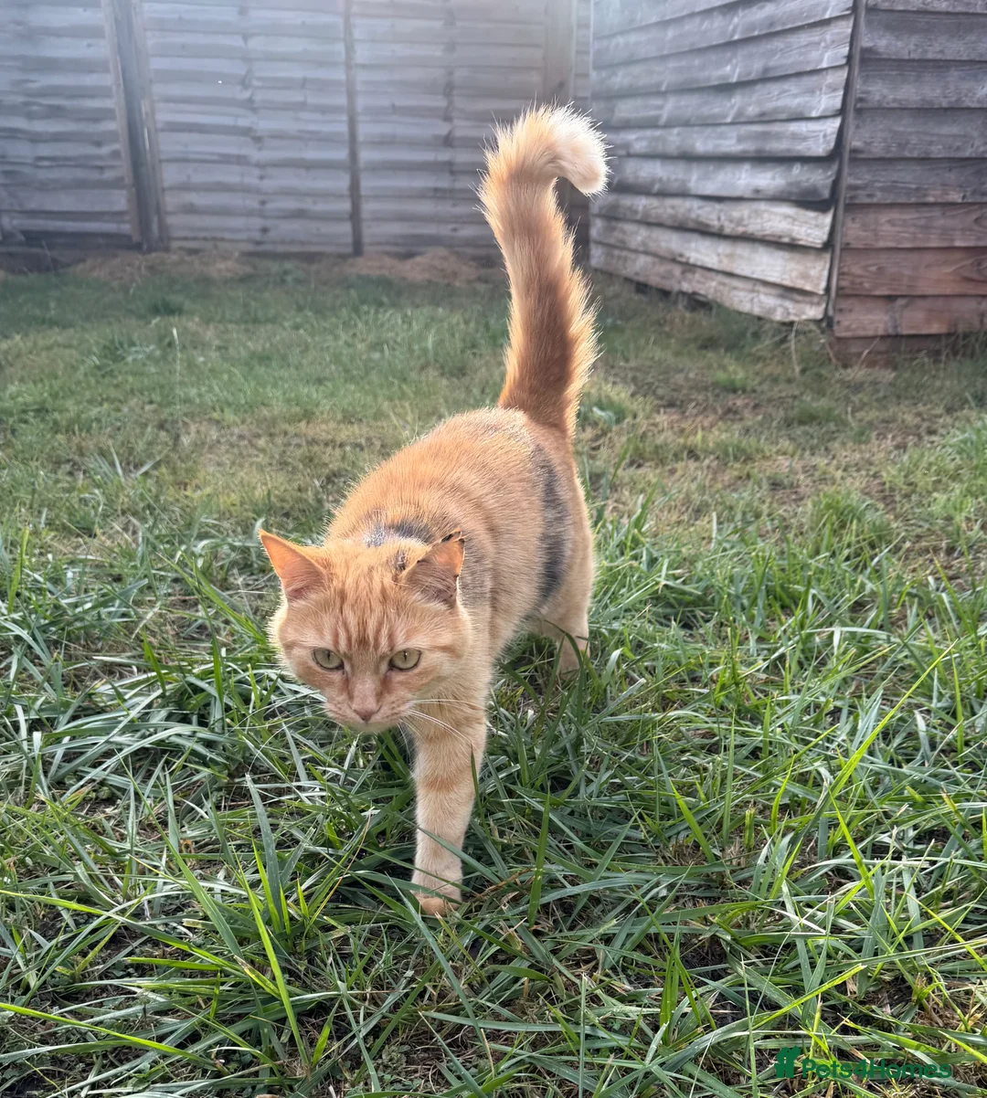 Domestic Shorthair cats for sale: Female Ginger Tabby Looking for Forever Home in Kidlington - Advert 2