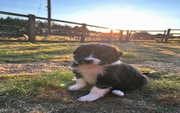 Border Collie dogs for sale: 10 Beautiful Border Collie Puppies - Image 20