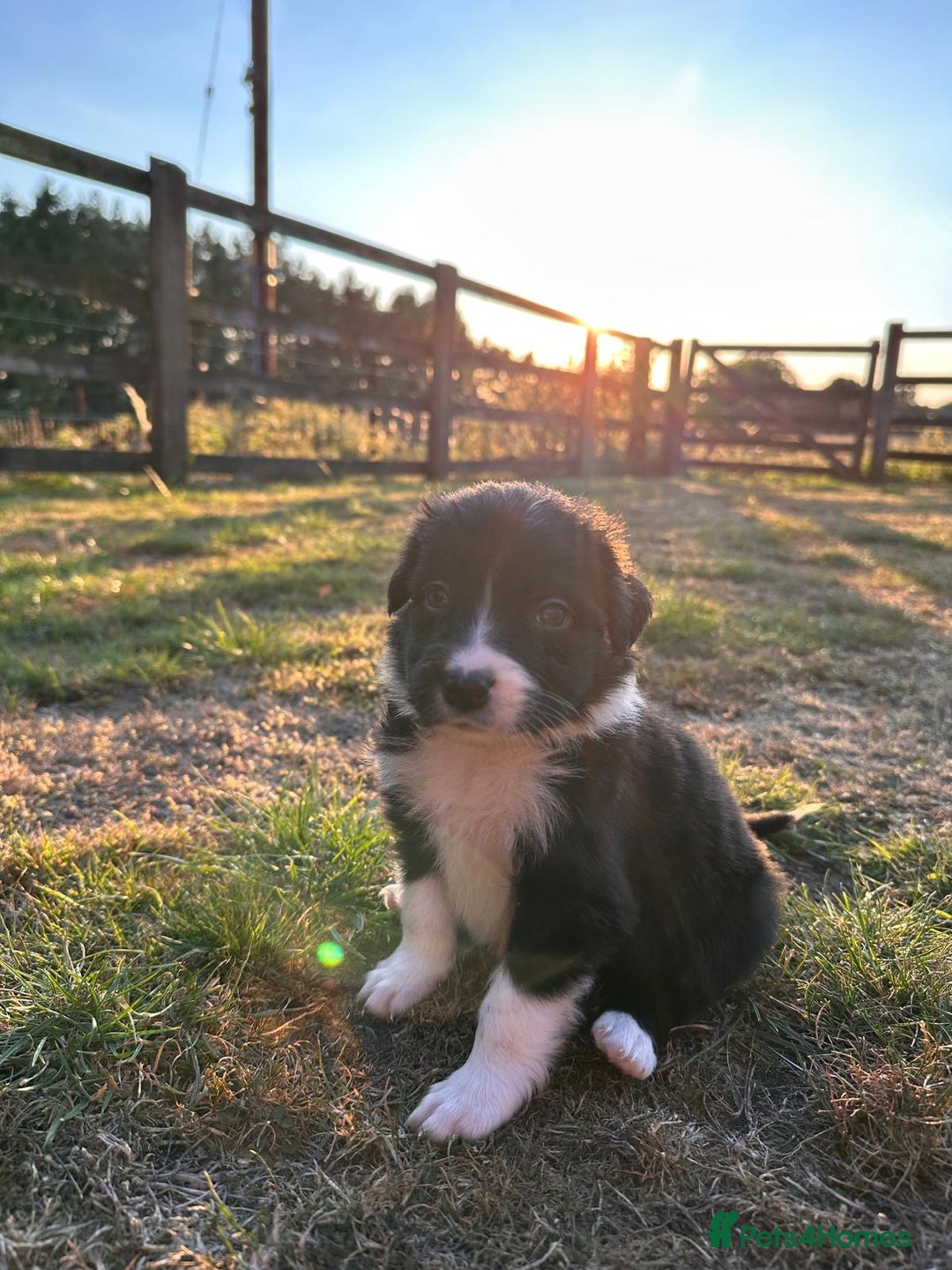 Border Collie dogs for sale: 10 Beautiful Border Collie Puppies - Image 20