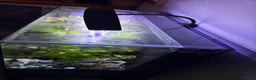 Barbs fish for sale: Full tank and set up for sale Everything included  - Advert 5