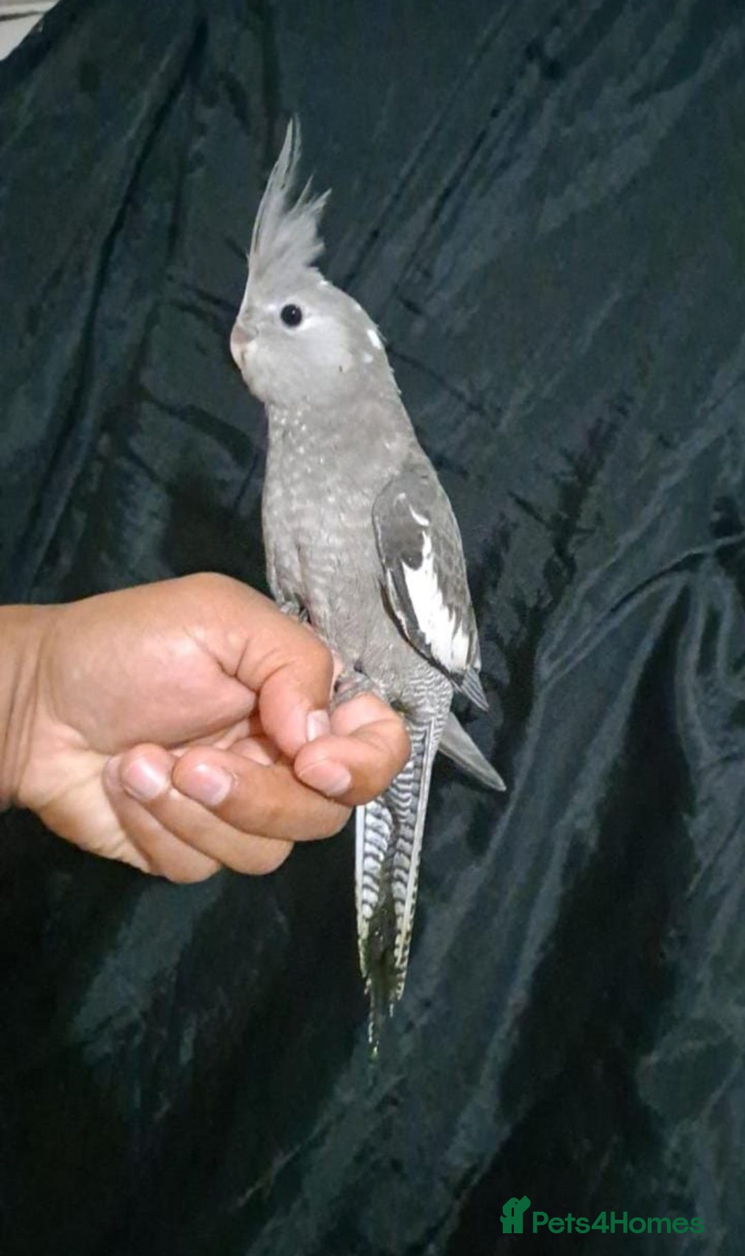 Cockatiels birds for sale: Silly hand tamed baby cockatiels for sale  - Image 3