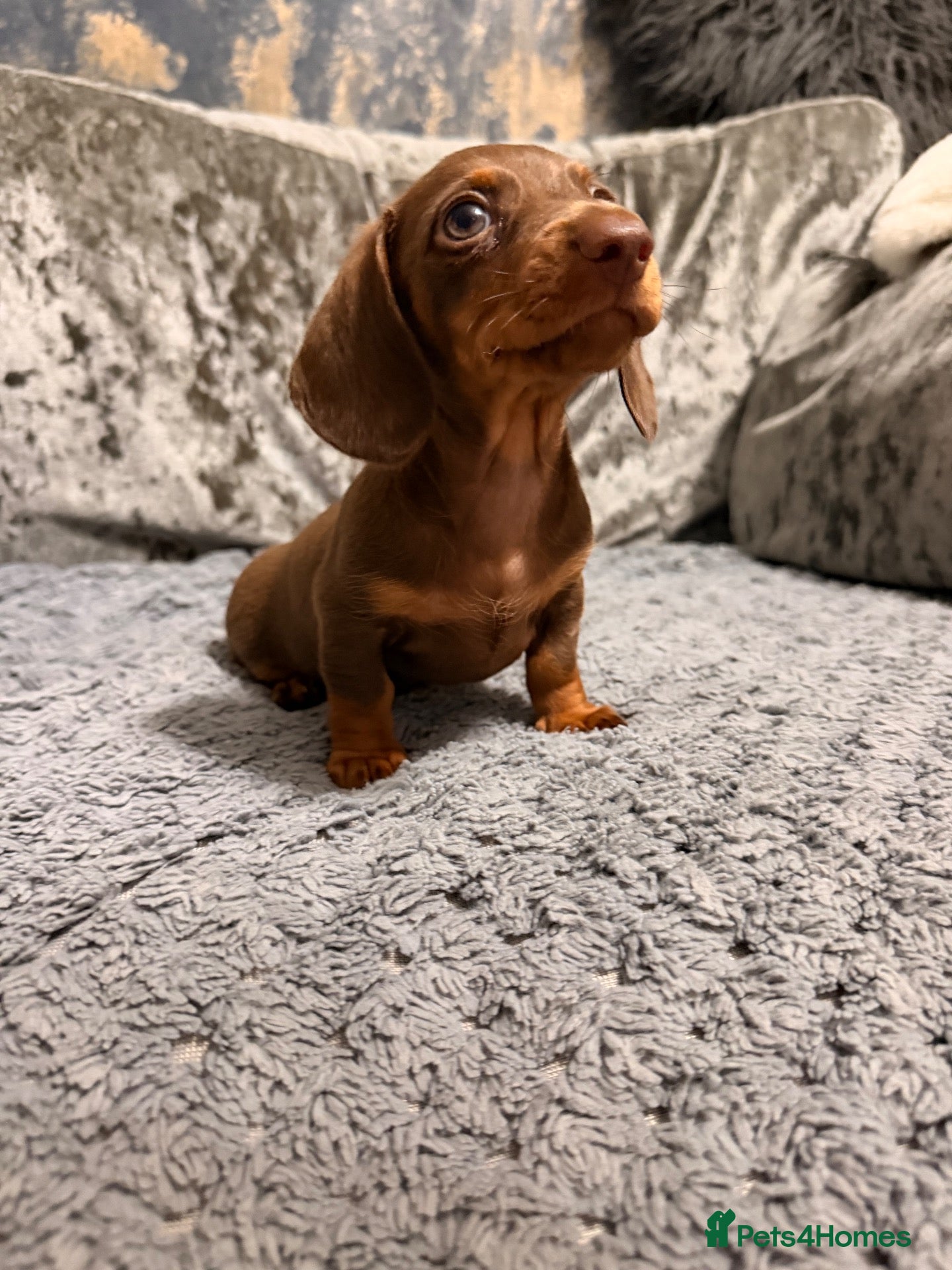 Miniature Dachshund dogs Miniature dachshund boy puppy  - Advert 1