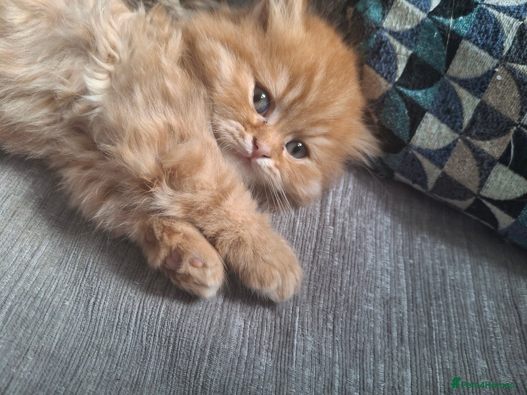 British Longhair cats for sale: 2 x Rare and stunning Pedigree BLH kittens - Image 9