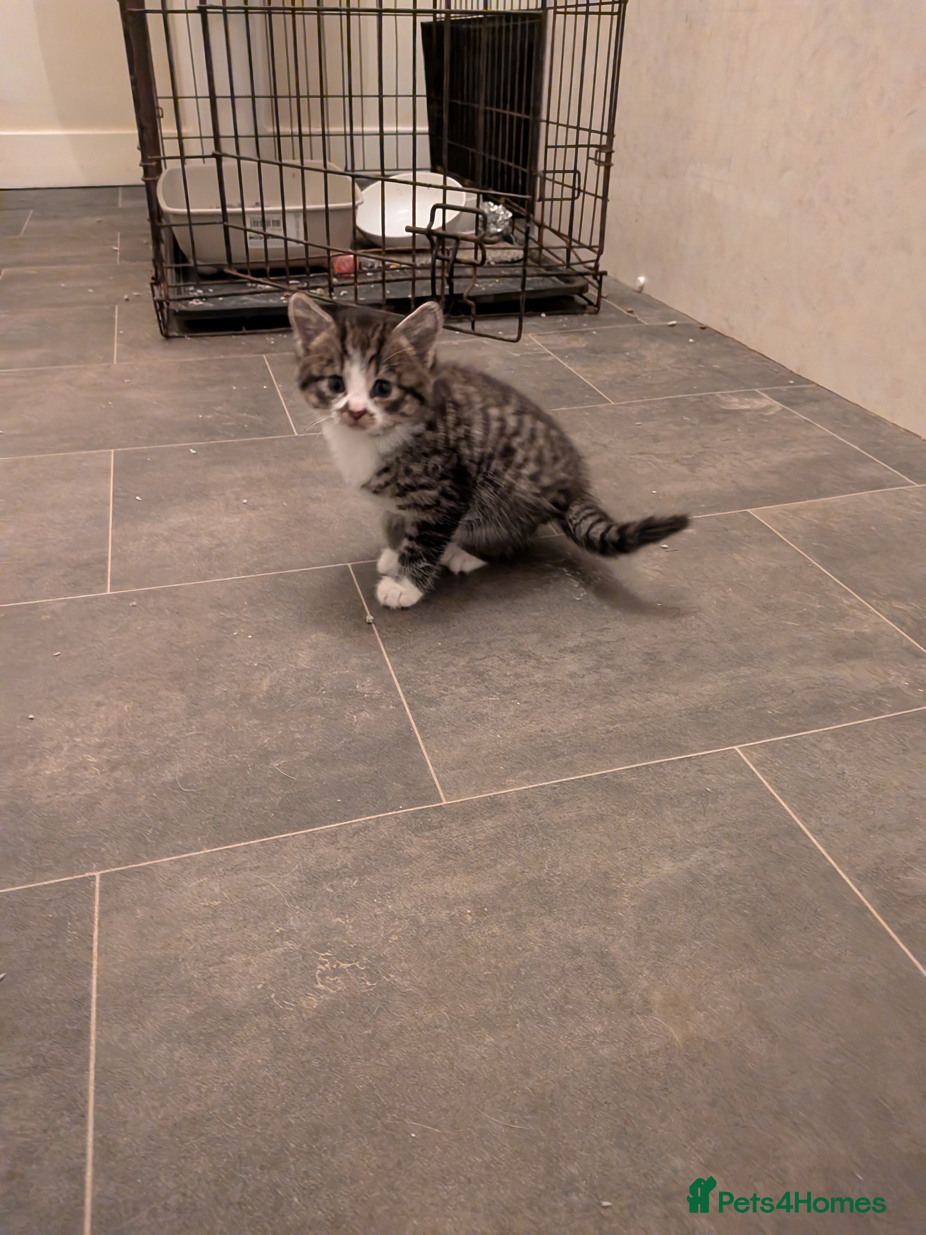 Mixed Breed cats Beautiful silver tabby cross kittens - Advert 3