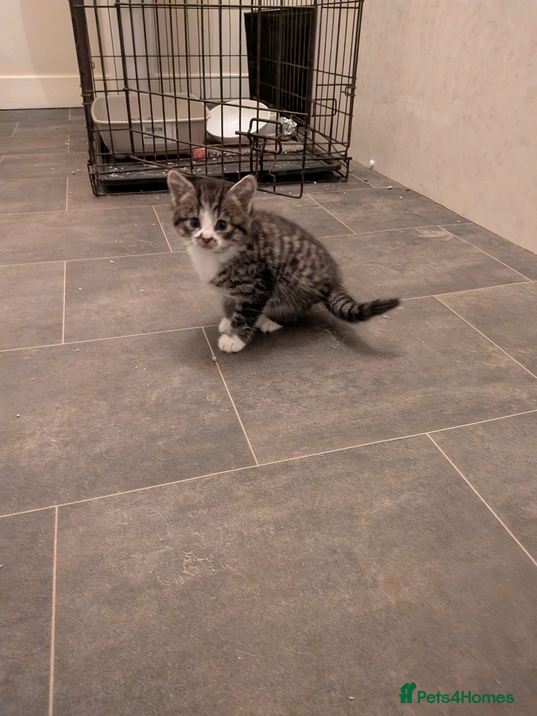 Mixed Breed cats for sale: Beautiful silver tabby cross kittens - Advert 1