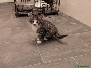 Mixed Breed cats Beautiful silver tabby cross kittens - Advert 3