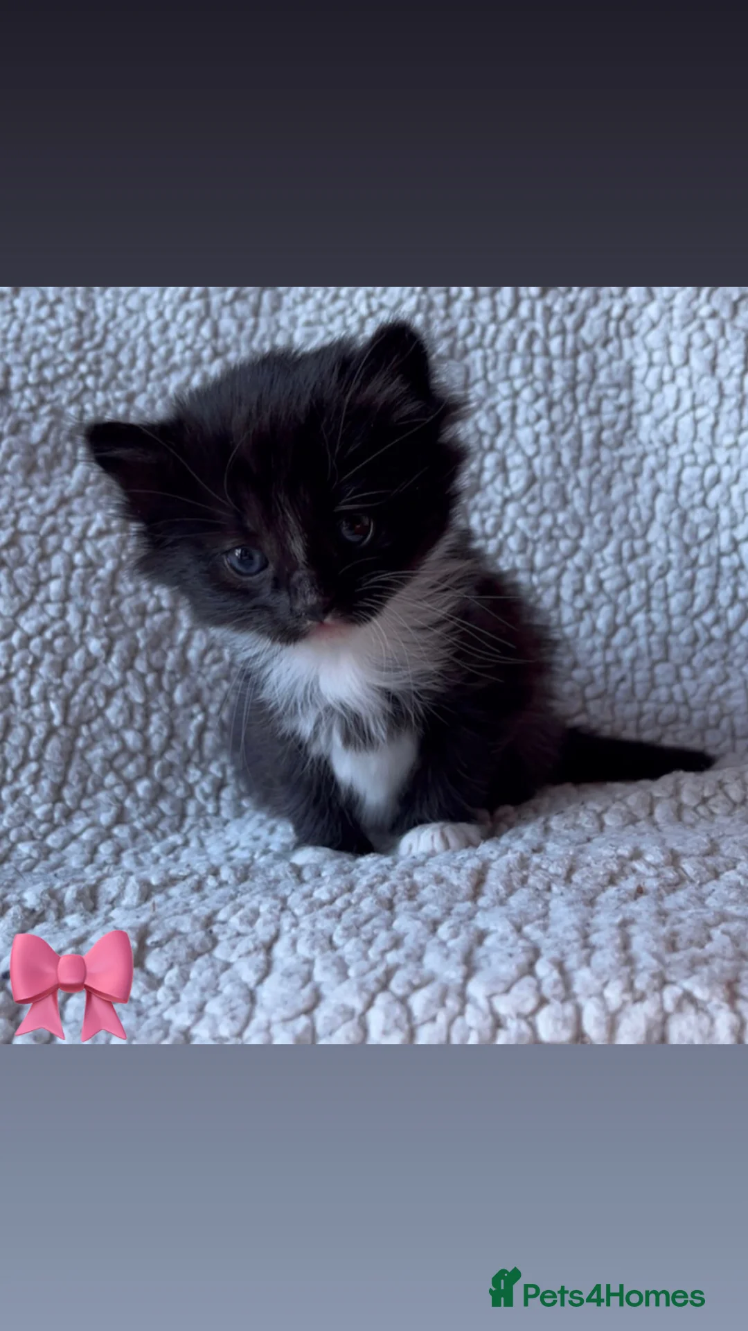 Mixed Breed cats for sale: Beautiful Kittens For Sale❤️ - Advert 3