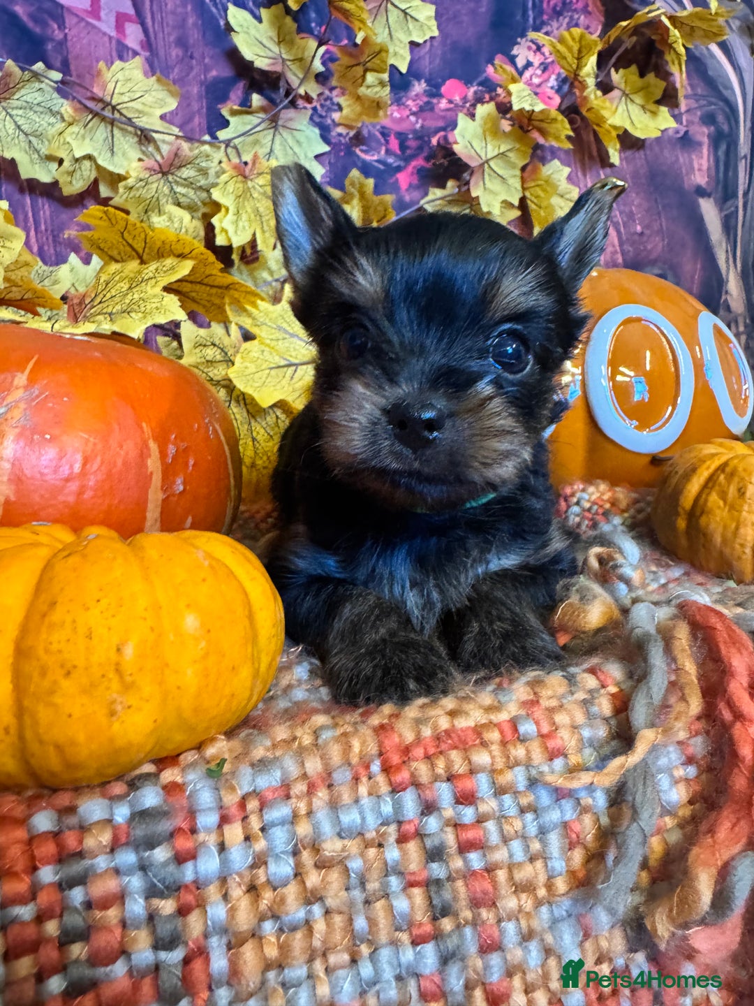 Yorkshire Terrier dogs for sale: ‼️READY🐾 KC Reg Pedigree Yorkshire Terrier Pups - Advert 4