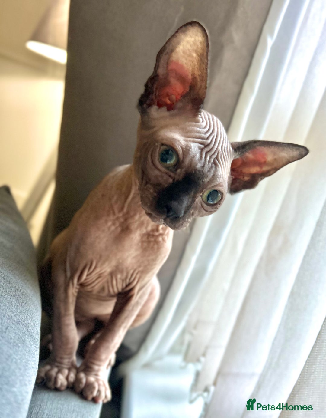 Sphynx cats for sale: Male 12 week old sphyxn - Advert 6