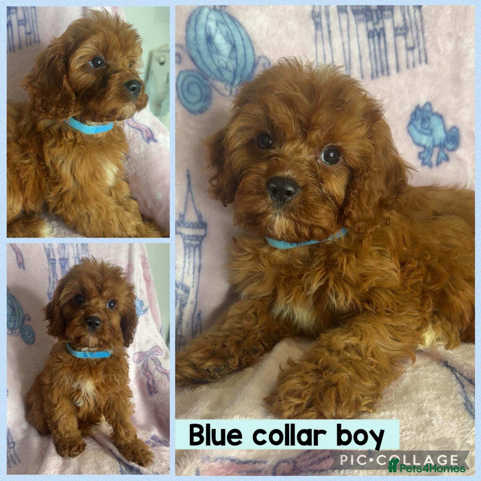 Cavapoo dogs Health clear Toy Cavapoos ready now - Advert 1