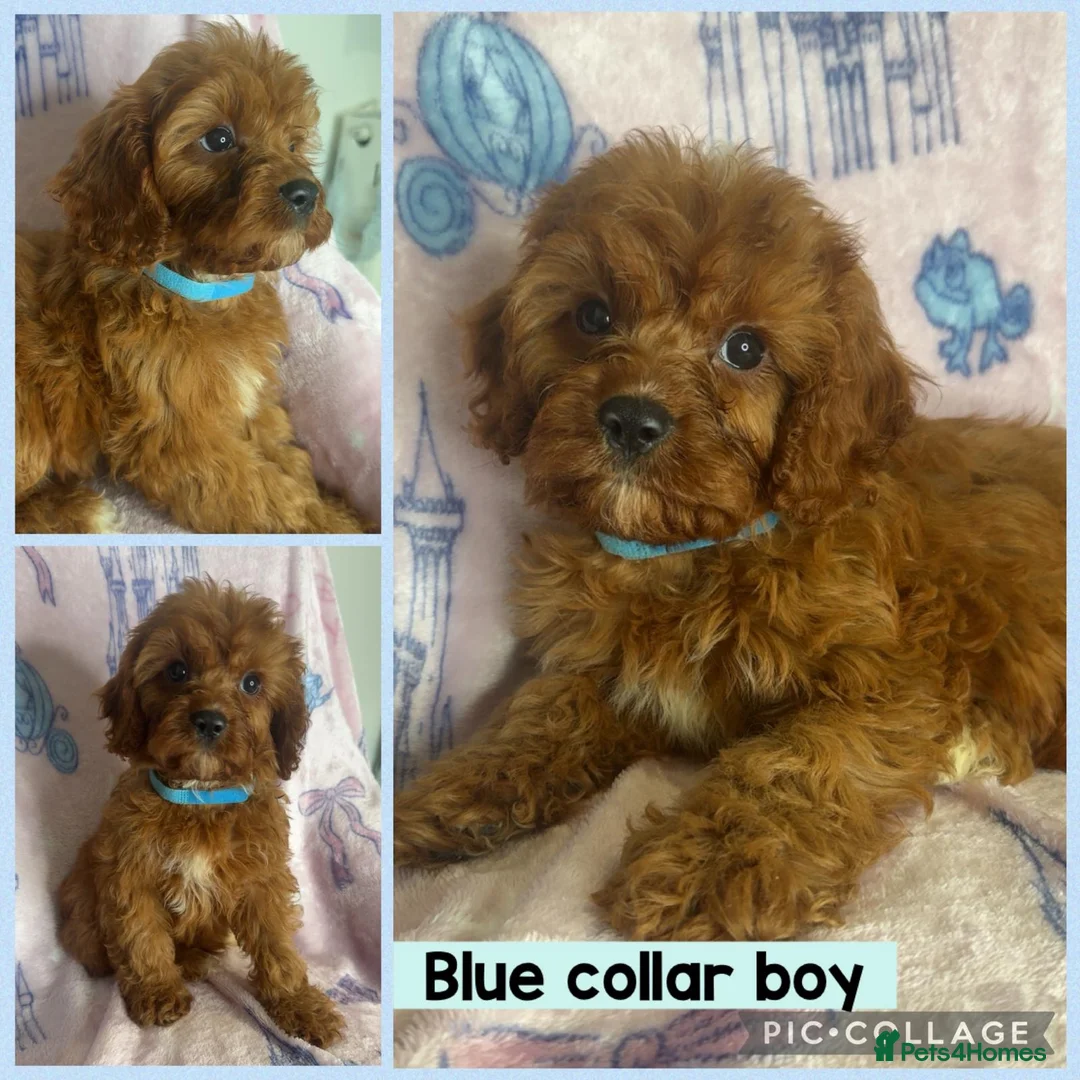 Cavapoo dogs for sale: Health clear Toy Cavapoos ready now - Advert 1
