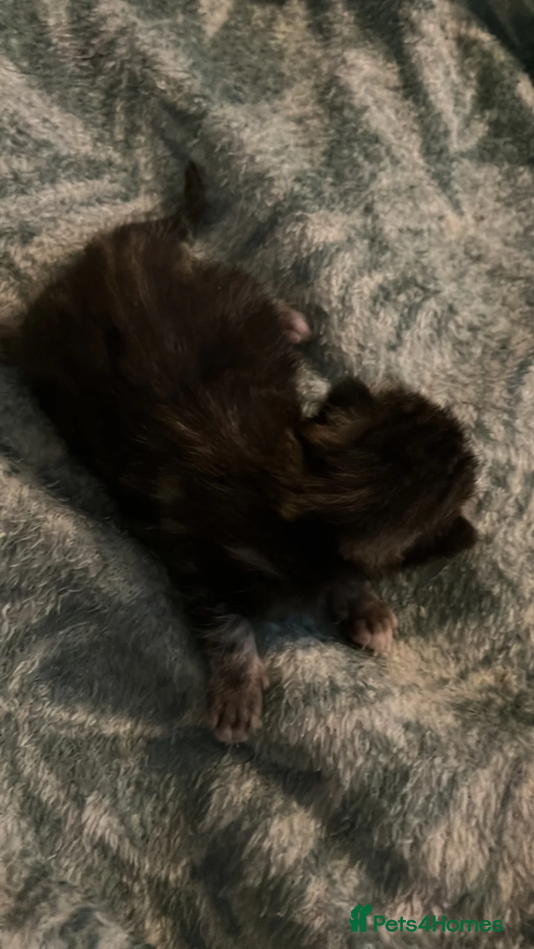 Mixed Breed cats for sale: Beautiful bengal cross kittens - Advert 15