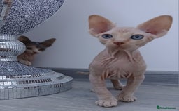 Sphynx cats for sale: Beautiful blue-eyed Sphynx kitten for sale  - Image 6
