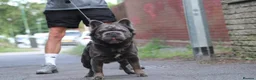 French Bulldog dogs for stud:  **  Fluffy Frenchie Stud  in Birmingham - Advert 3