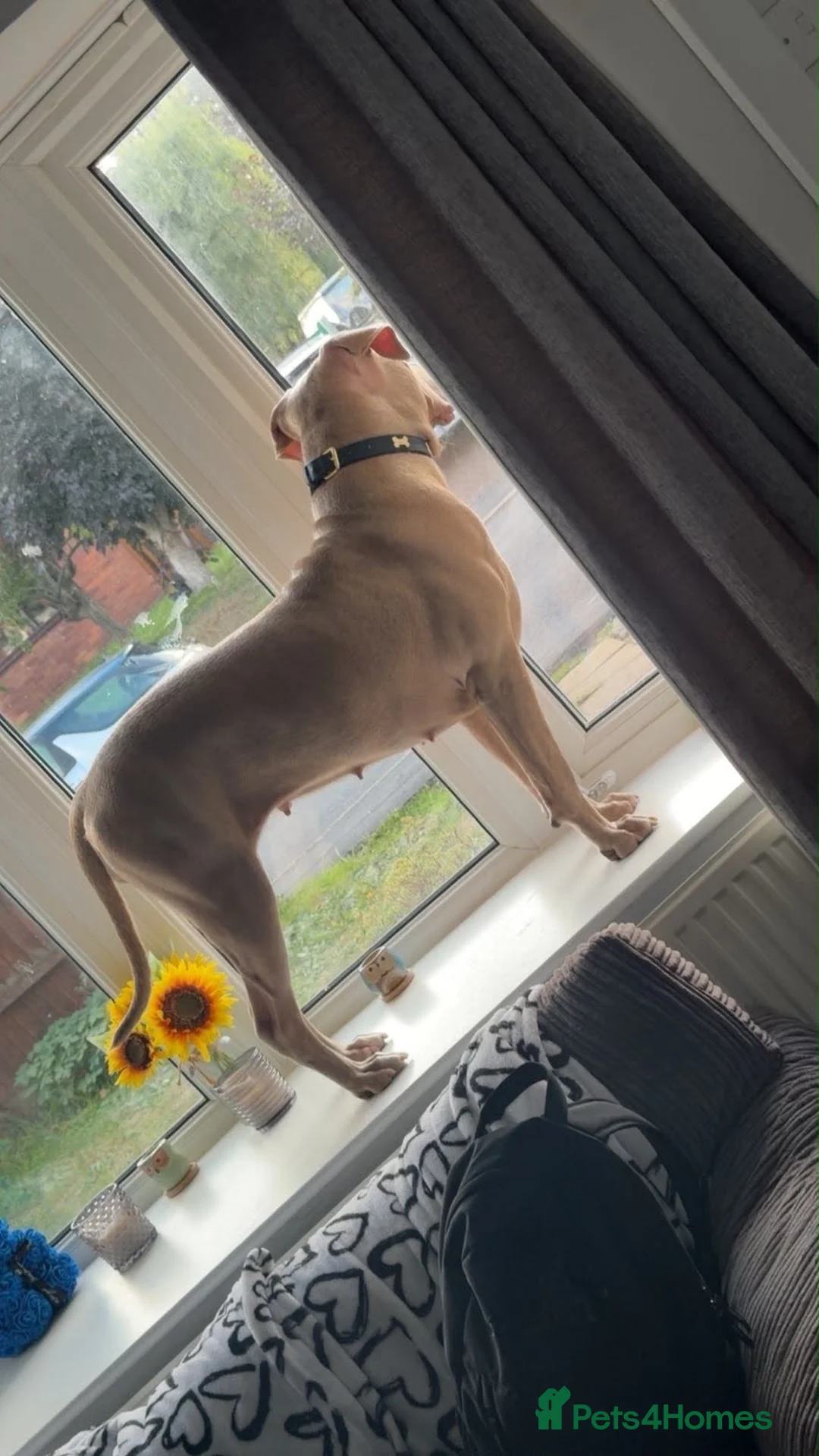 Mixed Breed dogs for sale: Skylar  11Month old  in Scunthorpe - Advert 2