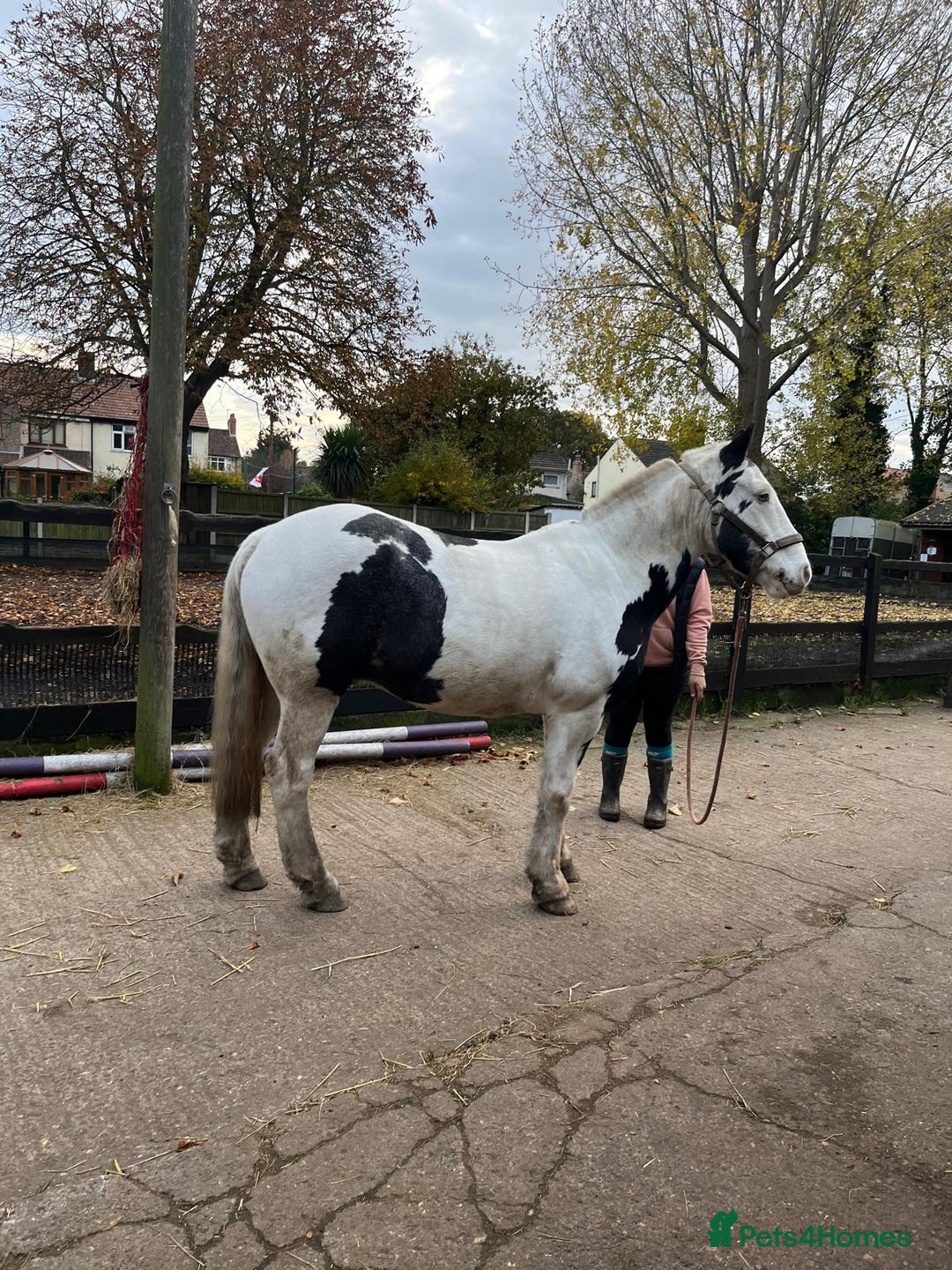 Other Breed horses for sale: hacking/hunting/fun ride home wanted  - Advert 4