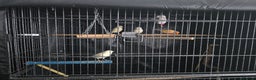 Canaries birds for sale: Canaries for rehoming  - Advert 6