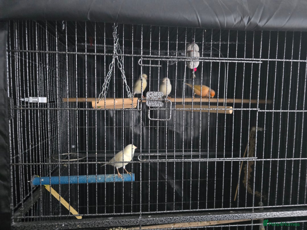 Canaries birds for sale: Canaries for rehoming  - Advert 6