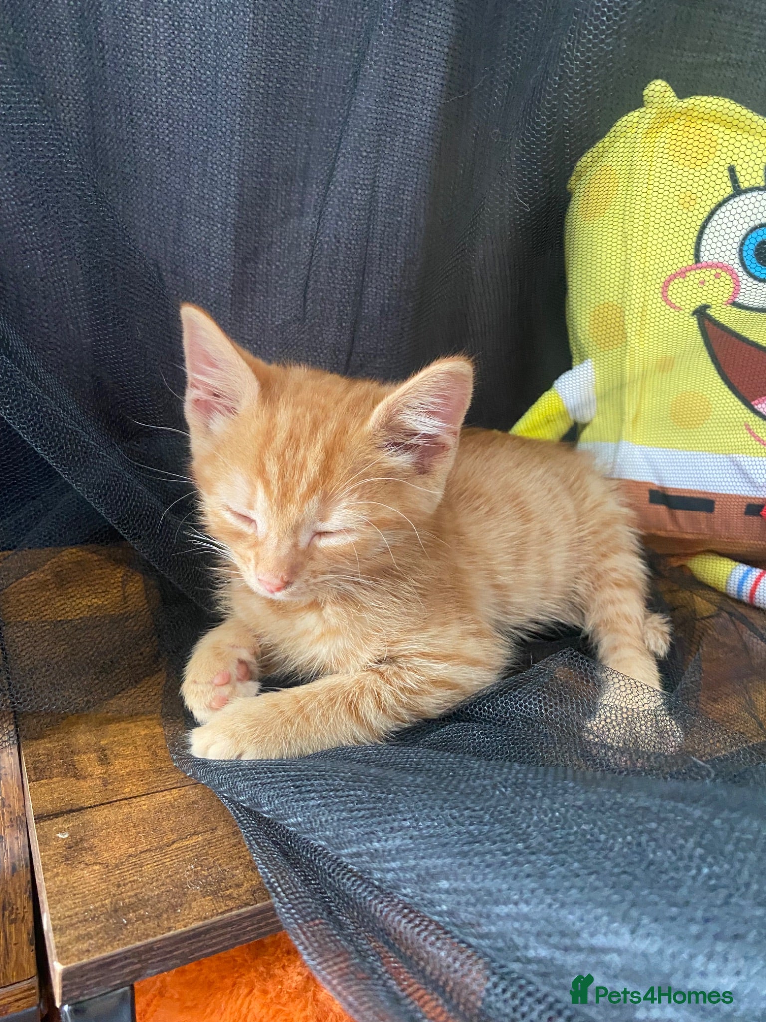 Domestic Shorthair cats Sweet ginger kitten  - Advert 10