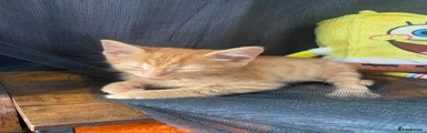 Domestic Shorthair 1