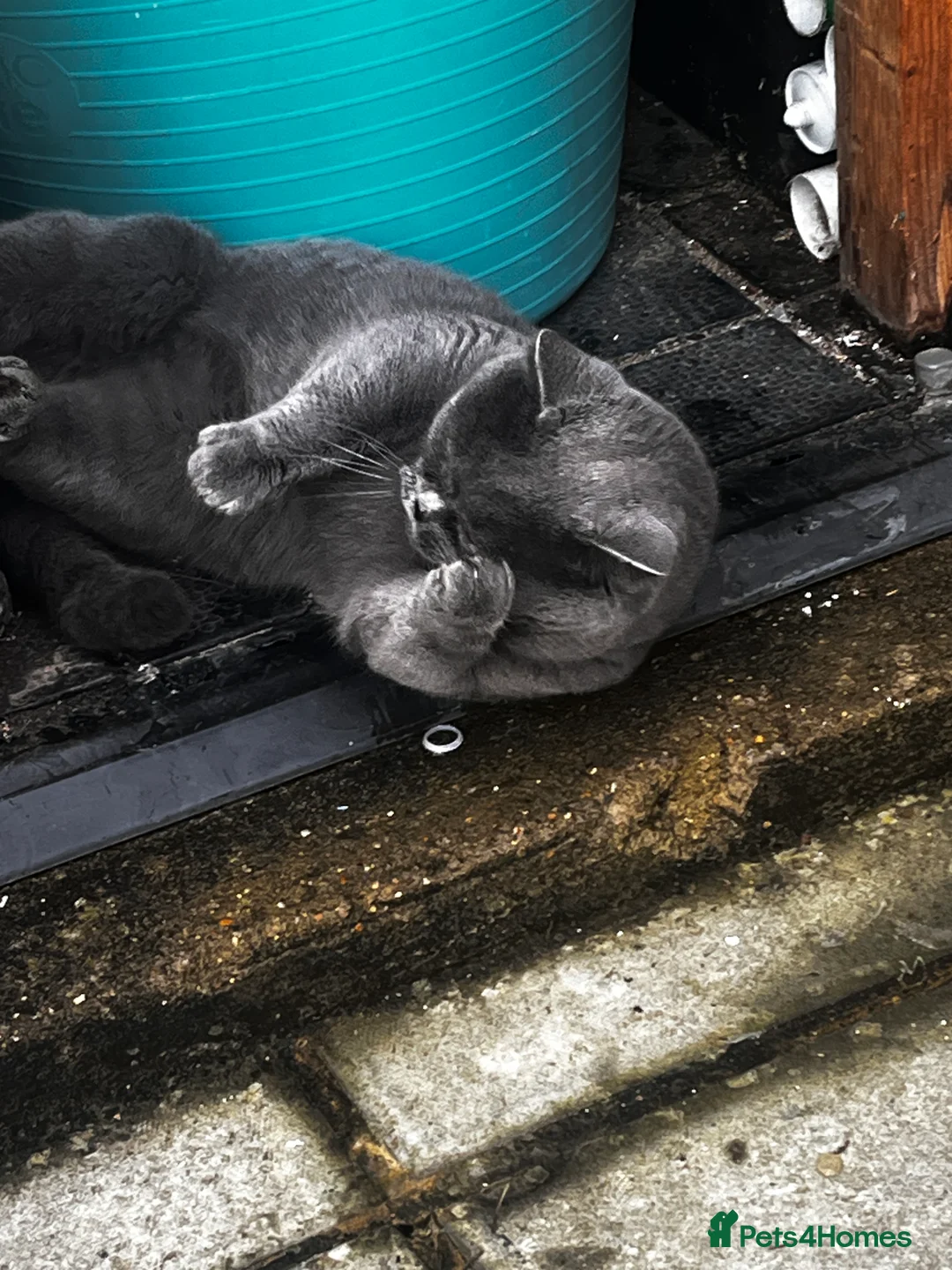 British Shorthair cats for stud: GCCF active boy for stud only  **  - Advert 5