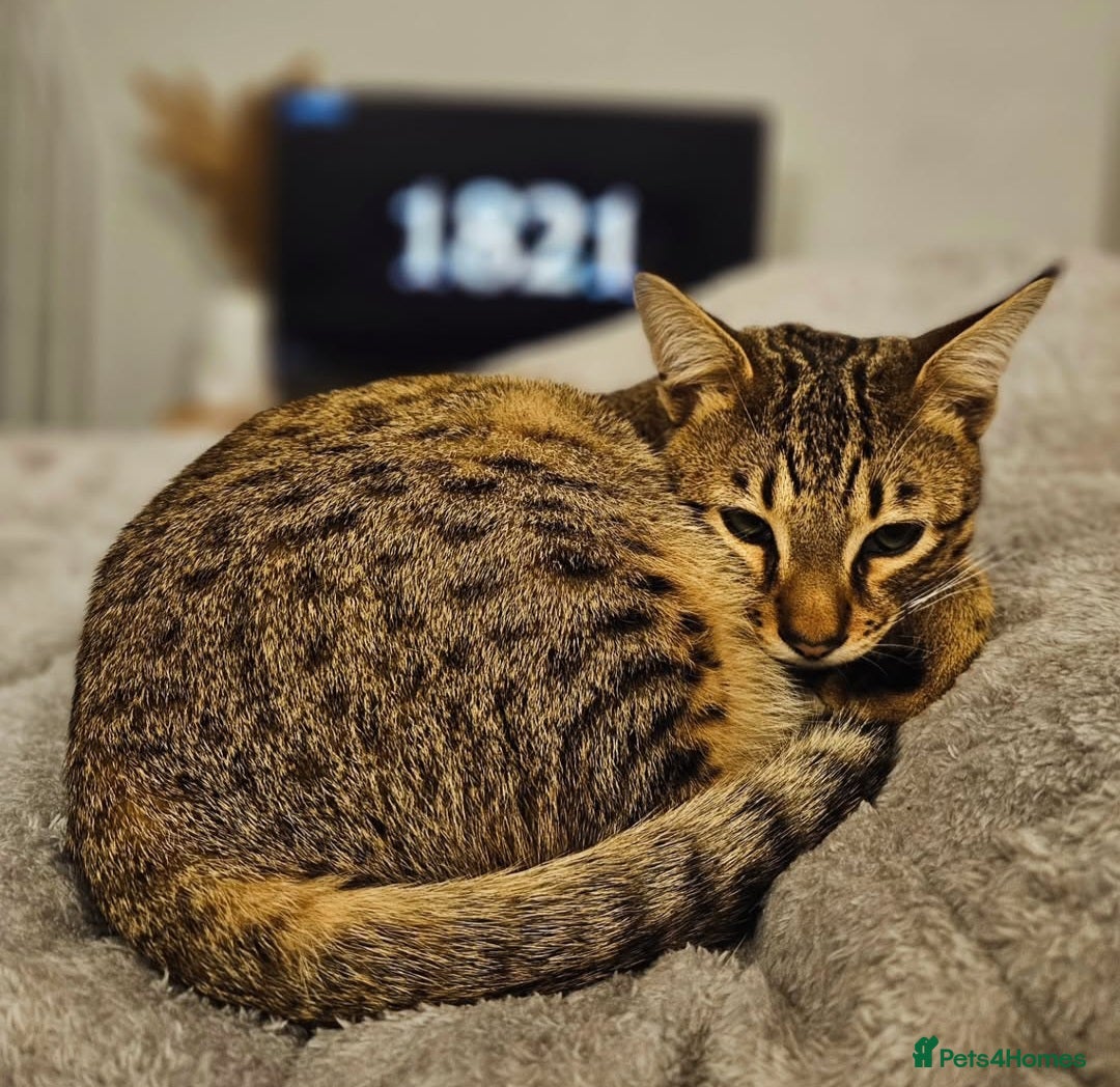 Savannah cats for sale: Adult F6 Savannah For Sale - Advert 3
