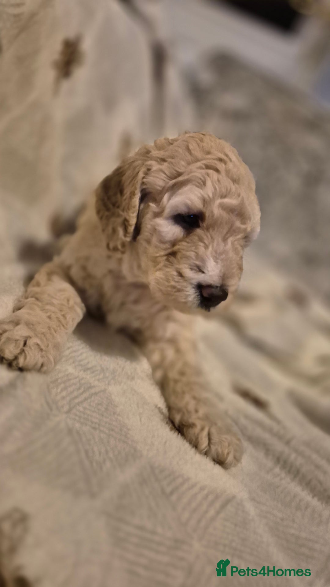 Australian Labradoodle dogs for sale: LAST ONE BOY - Australian Labradoodle Puppies  - Advert 25