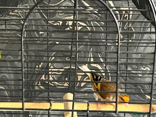 Mixed Breed birds Mule mix breed male bird. - Advert 2