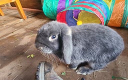 French Lop rabbits for sale: Lop male 7 months old, neutered - Image 3