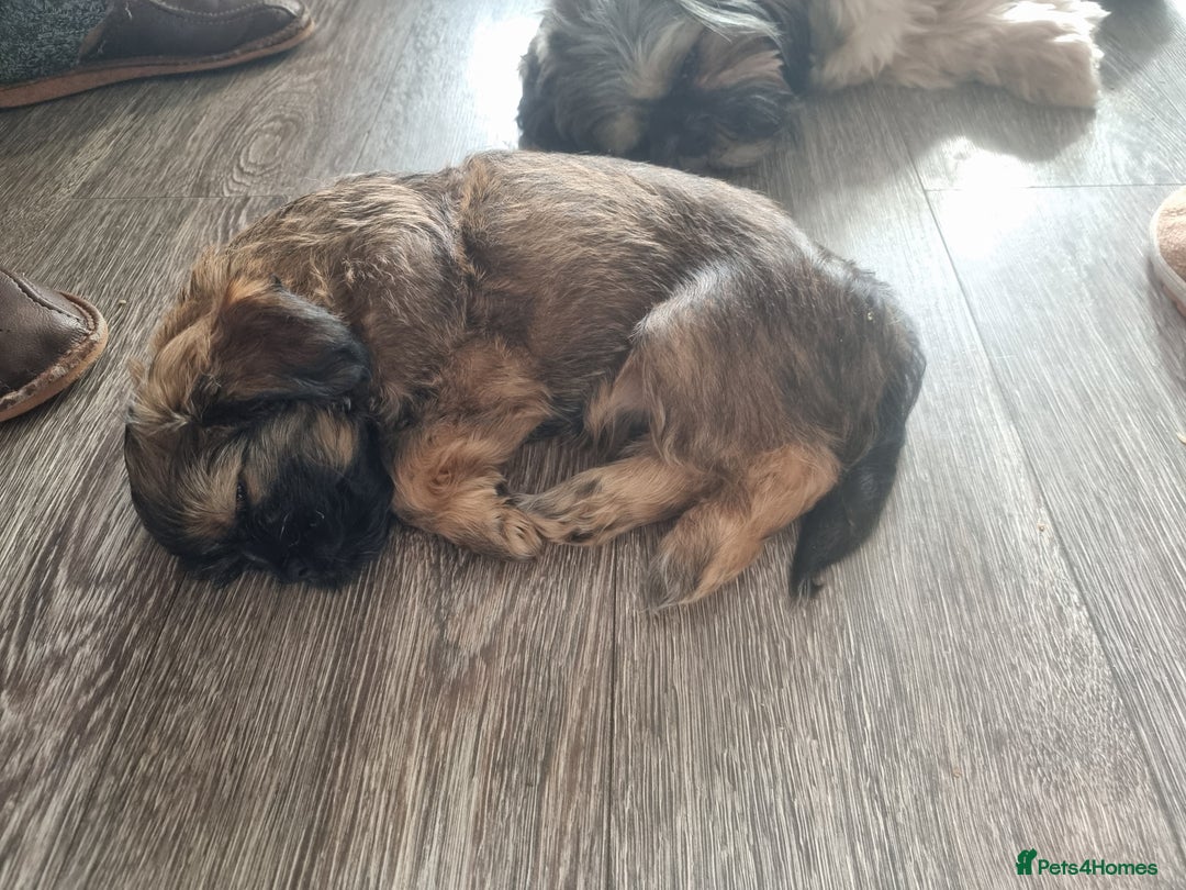 Shih Tzu dogs for sale: Shihtzu pupies. - Advert 5