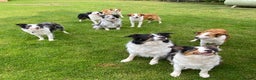 Border Collie dogs for stud: Tri coloured border collie for stud in Stafford - Advert 7