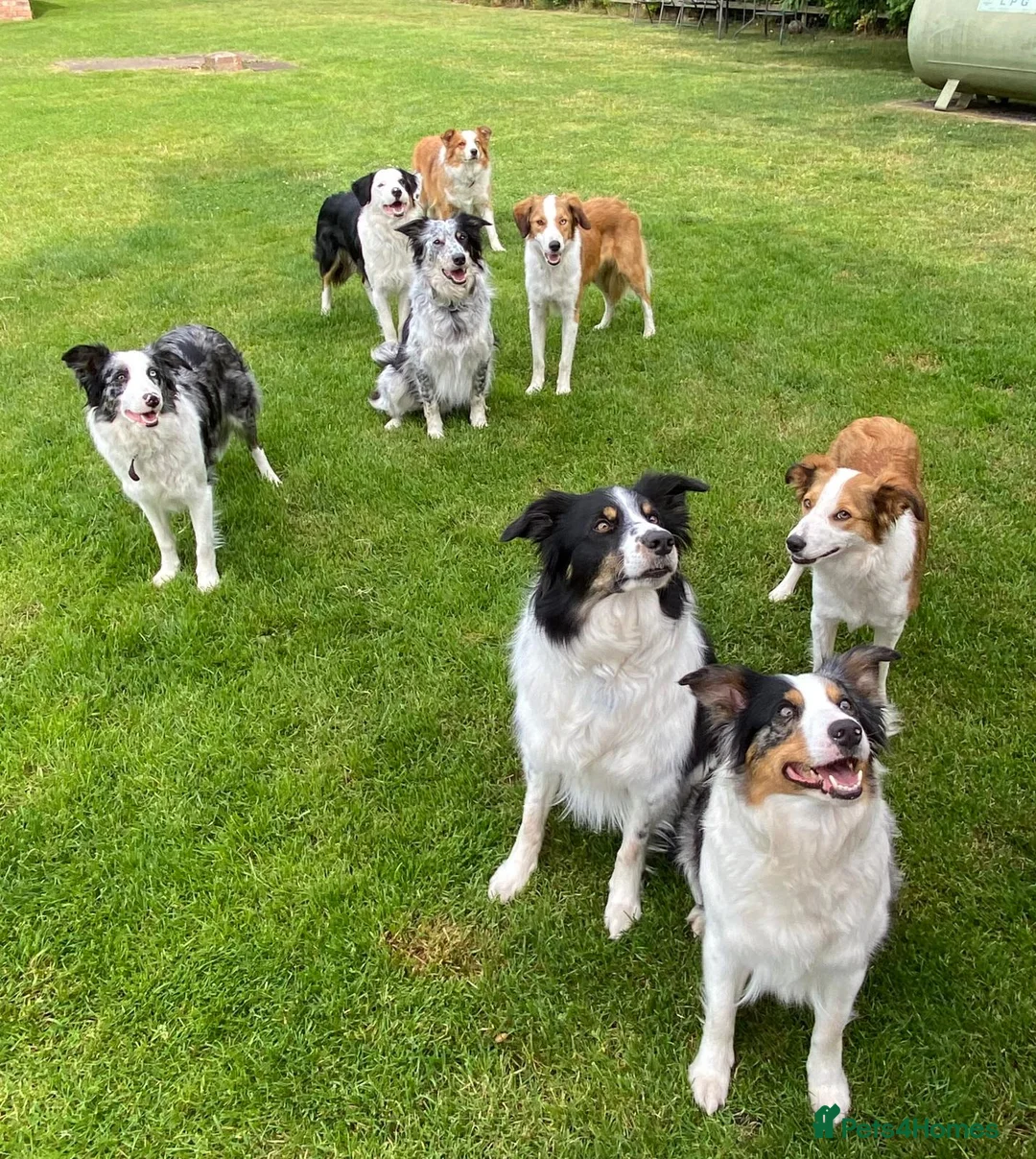 Border Collie dogs for stud: Tri coloured border collie for stud in Stafford - Advert 7