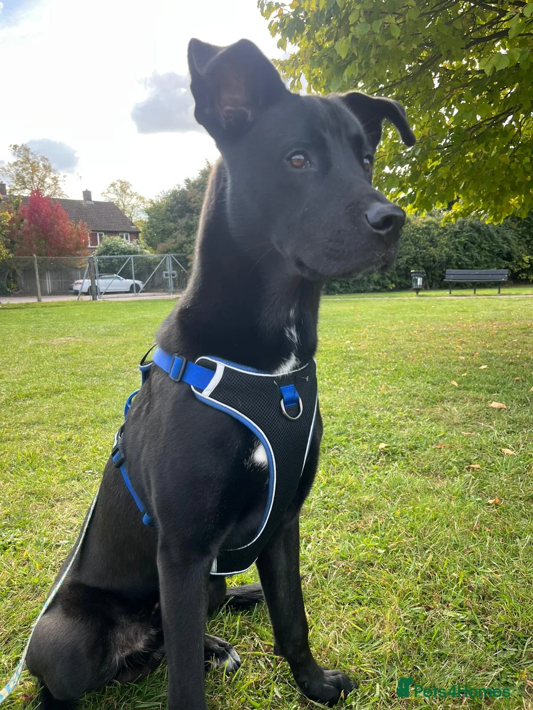 Mixed Breed dogs for stud: Husky x Cane corso  - Advert 4